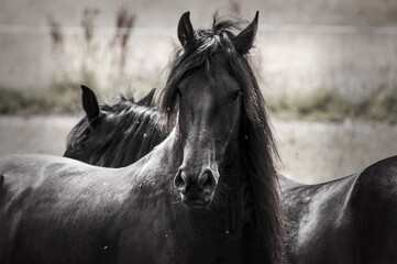 Obraz premium Portrait of Beautiful black friesian horse