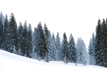  serene winter forest scene blanketed in snow isolated on white background