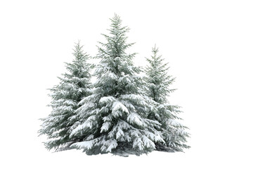 Snow-covered evergreen trees against the winter landscape isolated on white background