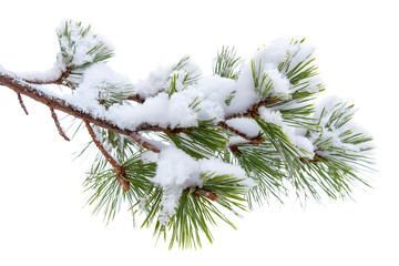  snowy pine branch with detailed texture, perfect for winter theme isolated on white background
