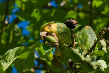 Yellow-headed amazon parrot eating walnut on tree