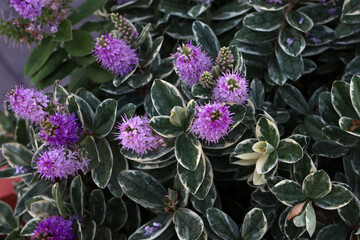 An unknown beautiful purple flower