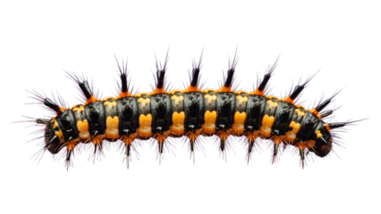 Orange and Black Spiky Caterpillar on Transparent Background, High-Resolution Graphic for Web Design