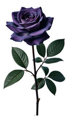 Obraz premium Purple Rose Bloom with Dark Green Leaves on Transparent Background, 3D Realism Graphic for Web Design