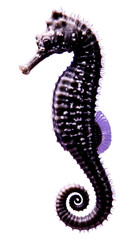 Purple Seahorse with Spiral Tail on Transparent Background, Neon Watercolor Illustration