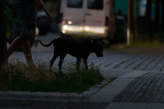 In a serene urban environment at dusk, a person strolls with their dog, showcasing the beautiful bond between humans and animals, a true example of companionship amid natures tranquility