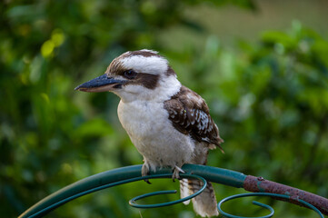 Kookaburra in a backyard