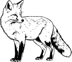 Stunning fox illustration poised alertly, a symbol of wildlife and nature, perfect for educational materials, logos, or branding, capturing wild beauty