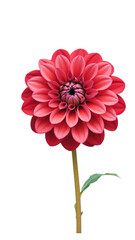 Vibrant Crimson Dahlia Bloom with Transparent Background, Watercolor Illustration for Branding