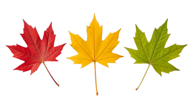 Set of three colorful maple leaves in red, yellow, and green, symbolizing the autumn season change, isolated on transparent background.