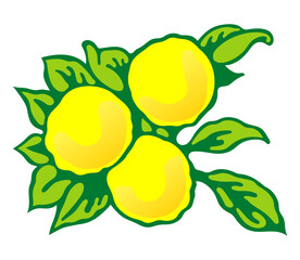 Lemon fruits and leaves. Illustration on a white background
