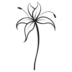 nerine flower line art vector in white background