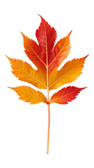 Vibrant Orange Maple Leaf with Transparent Background, Autumnal Graphic for Web Design
