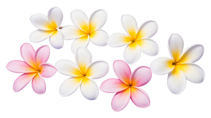 White and Yellow Plumeria Flowers with Pink Accents, Blooming on Transparent Background, Graphic for Web Design