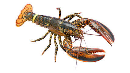 Vivid Orange Lobster with Black Spots on Transparent Background, High-Resolution Cutout for Web Design