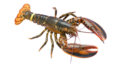 Vivid Orange Lobster with Black Spots on Transparent Background, High-Resolution Cutout for Web Design