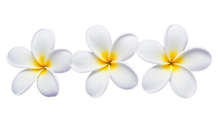 White Frangipani Flowers with Yellow Centers, Glossy Blooms on Transparent Background, Floral Design Element