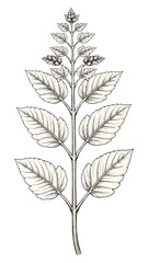 White Fern Leaf with Detailed Veins, Transparent Background, Botanical Illustration for Design
