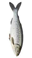 White Speckled Fish with Black Spots, Glossy Scale Texture on Transparent Background, High-Resolution Graphic for Digital Media