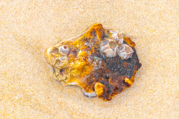 Petrified shells corals and rocks on tropical beach in Thailand.