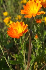 The Bright Orange Swiss Chard Are in Full Bloom, Showcasing Their Vibrant Beauty and Aroma