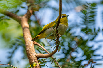 This image captures a vibrant Indian White-eye, a small passerine bird with distinctive white eye-rings and bright yellow-green plumage, perched gracefully on a slender branch.