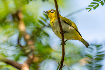 This image captures a vibrant Indian White-eye, a small passerine bird with distinctive white eye-rings and bright yellow-green plumage, perched gracefully on a slender branch.