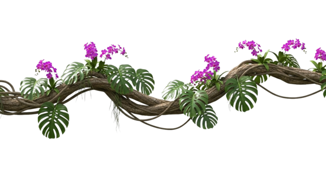 Tropical jungle vine with monstera leaves and pink orchid flowers isolated on transparent background for decoration