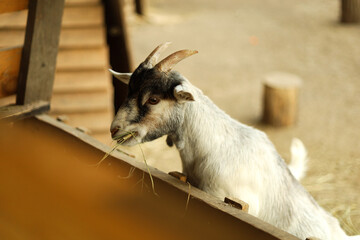 Goat looking out from behind a wooden fence outdoors.