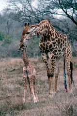 giraffe and newborn calf