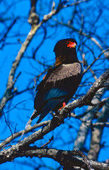 Bateleur eagle