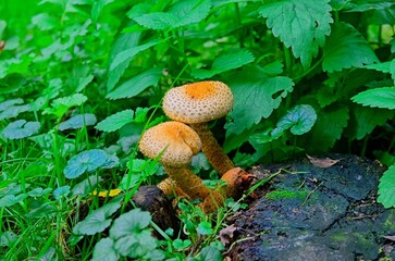 Stunningly Beautiful Orange Mushrooms Nestled Among Lush Green Foliage of Natures Wonder
