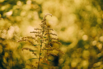 Yellow wildflowers blooming in a sunny field