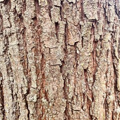 Lichen-Covered Tree Bark Texture – Macro Nature Background