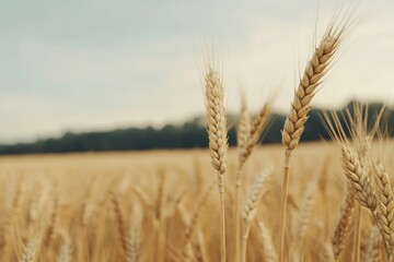 Wheat field. Ears of golden wheat close-up.