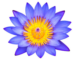 A vibrant purple water lily with a radiant yellow center, showcasing intricate details of its numerous petals and stamens
