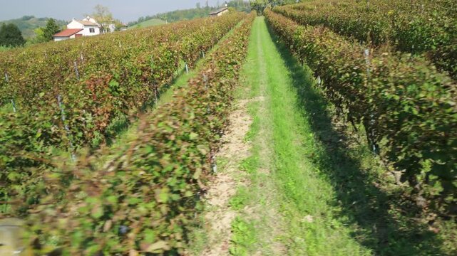 Aerial view, taken by a drone, of the hills, villages and vineyards of Monferrato Region. Monferrato is an hilly area in Piedmont Region (Northen Italy), world famous for wines making and UNESCO Site.
