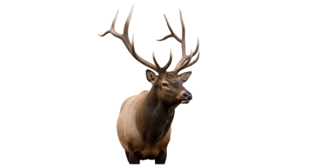 Isolated majestic male elk, Cervus canadensis, posing in standing position with large antlers