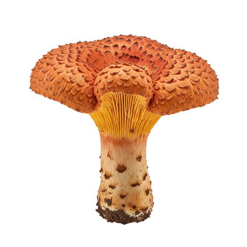 Spectacular rustgill mushroom gymnopilus junonius a vibrant wild fungus with an orange scaly cap