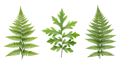 Three fern fronds in close-up, vibrant green