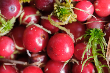 A close-up of red cranberries and green moss