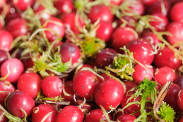 A close-up of red cranberries and green moss
