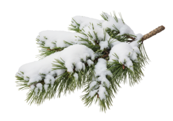A pine branch with snow isolated on white or transparent background