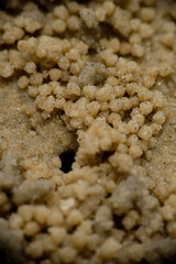 Close-up of sand balls made by sand bubbler crab on beach