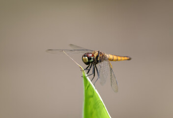 Macro close-up of a colorful dragonfly perched on a leaf.