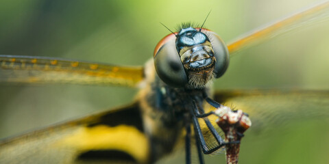 Dragonfly eating insect while perched on branch