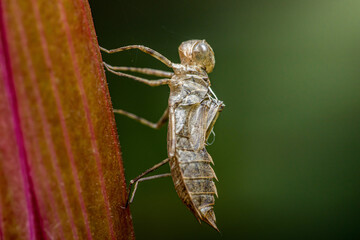 Dragonfly exuvia showcasing complete metamorphosis life cycle