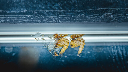 Mosquito pupae developing in water, insect life cycle