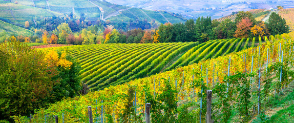 Autumn landscape - beautiful colorful vineyards of Piedmont wine region of Italy. Barolo, province of Cuneo