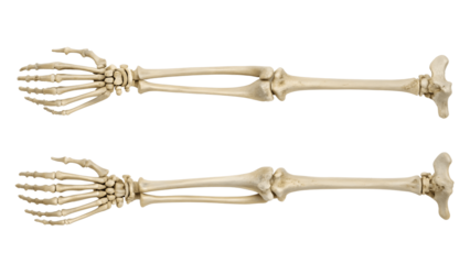 Human arm bones isolated on transparent background for medical study